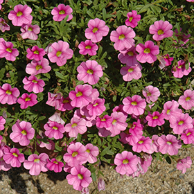 Plant Photo 6