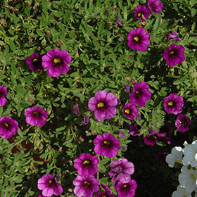 Plant Photo 7