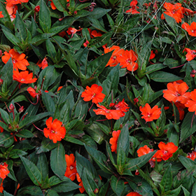 Plant Photo 2