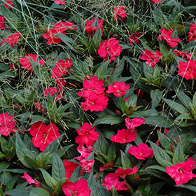 Plant Photo 1