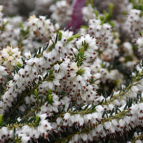 Plant Photo 9