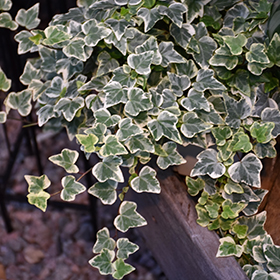 Plant Photo 4