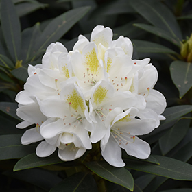 Plant Photo 10