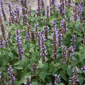 Plant Photo 8