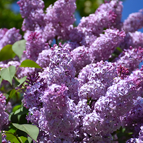 Plant Photo 2