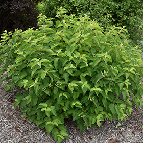Plant Photo 7