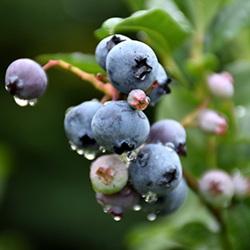 Plant Photo 10