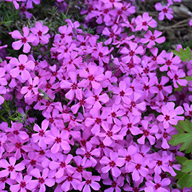 Plant Photo 2