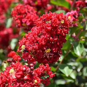 Plant Photo 8