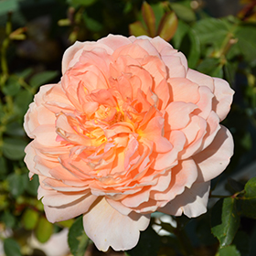 Plant Photo 6