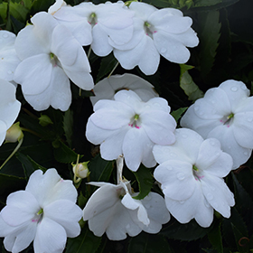 Plant Photo 6