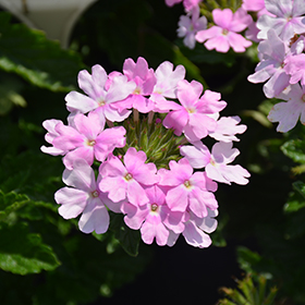 Plant Photo 6