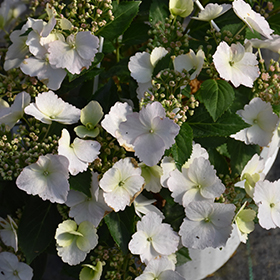 Plant Photo 3