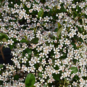 Plant Photo 8