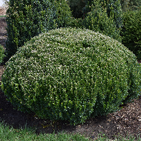 Plant Photo 9