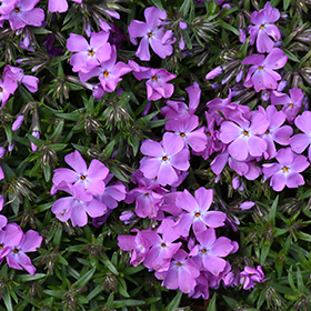 Plant Photo 8
