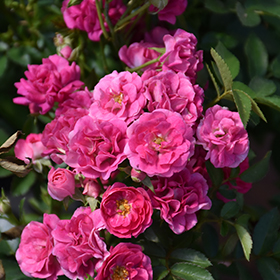Plant Photo 6