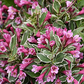 Plant Photo 4