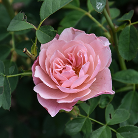 Plant Photo 1