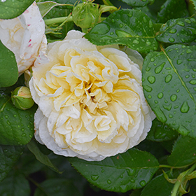 Plant Photo 3